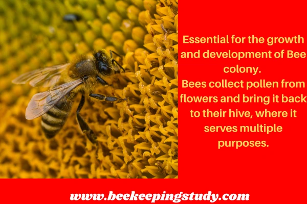 The Role of Pollen in a Bee's Life