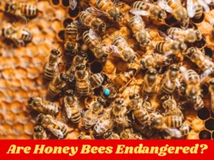 Are Honey Bees Endangered
