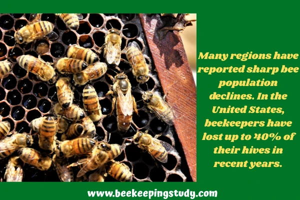 Are Honey Bees Really Endangered