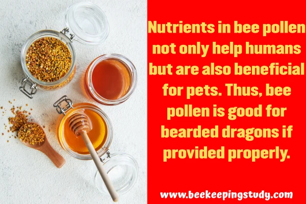 is bee pollen good for bearded dragons