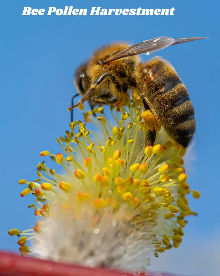 Bee Pollen Harvestment