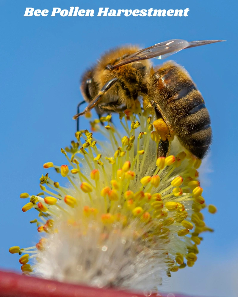 Bee Pollen Harvestment