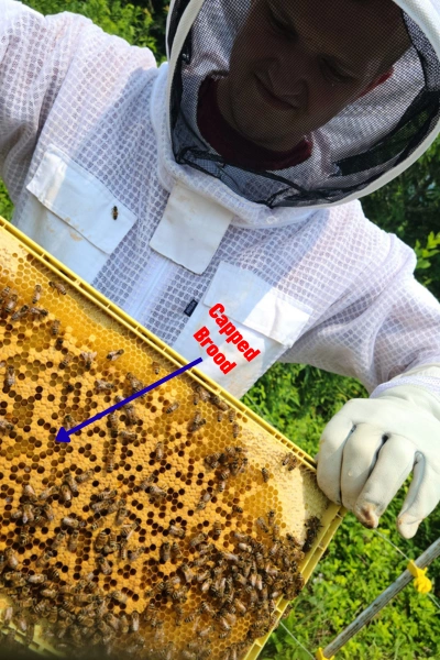 Capped Brood