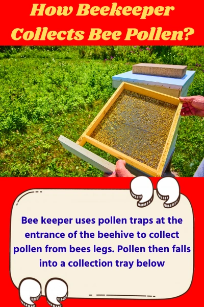 How Is Bee Pollen Harvested