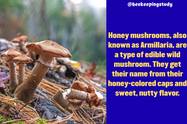 What is honey mushroom