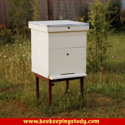 Beehive in a sunny spot