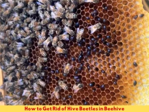 How to Get Rid of Hive Beetles in a Beehive