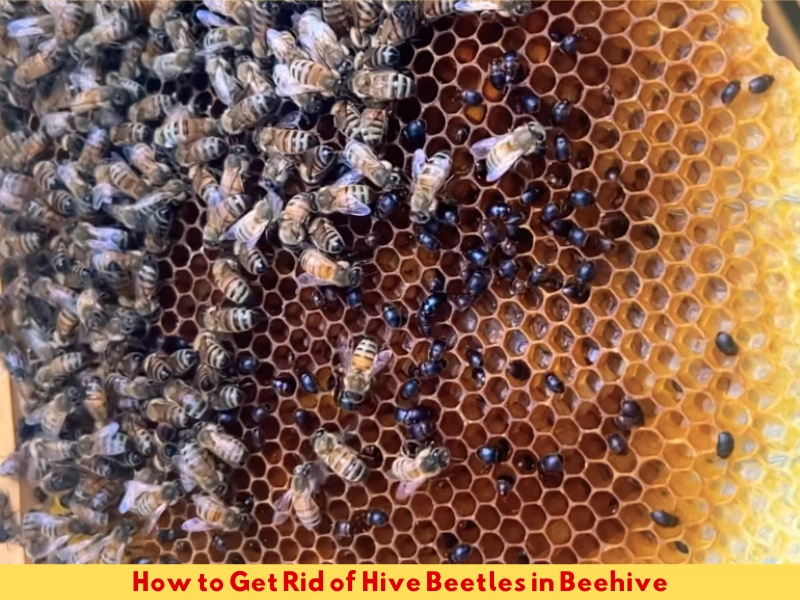 How to Get Rid of Hive Beetles in a Beehive