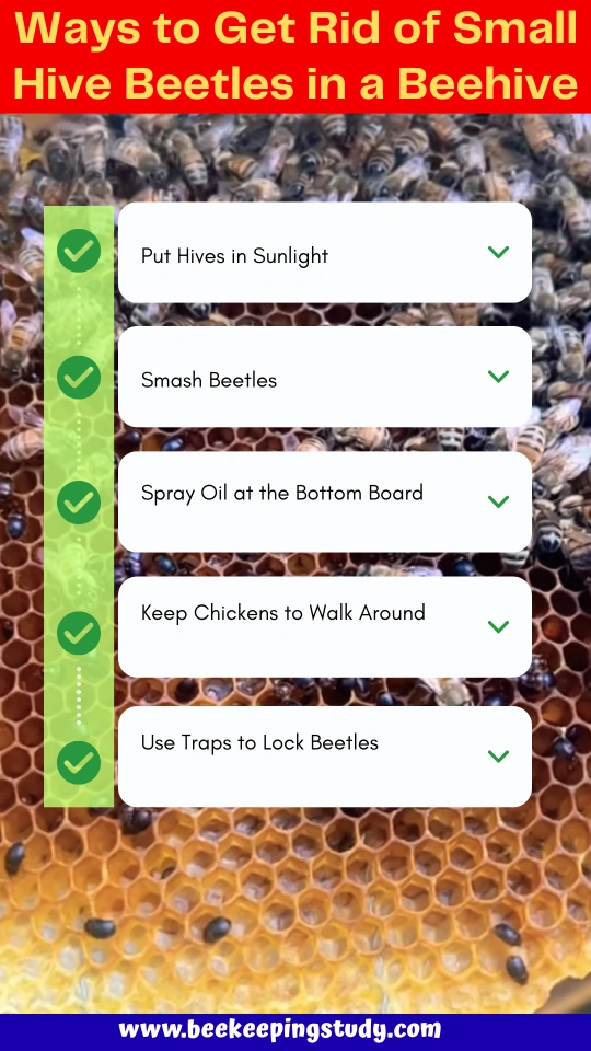 How to Get Rid of Small Hive Beetles in a Beehive