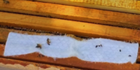 Laundry Sheets to Trap Small Hive Beetles
