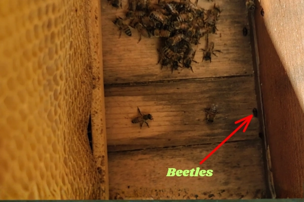 Spotting Small Hive Beetles in a Beehive