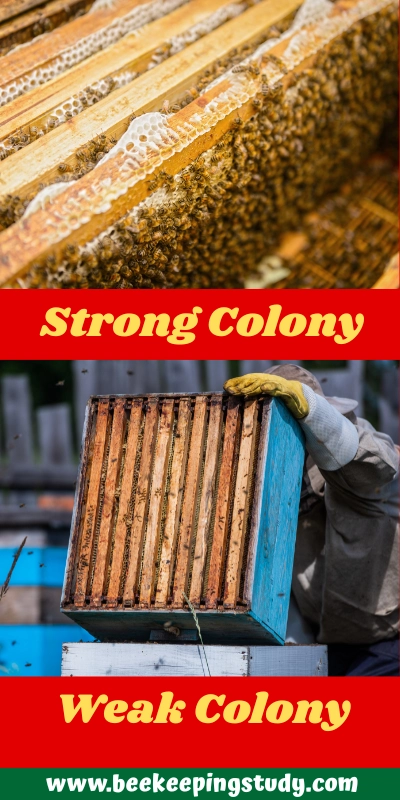 Strong Colony vs Weak Colony