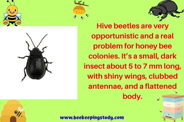 what are hive beetles