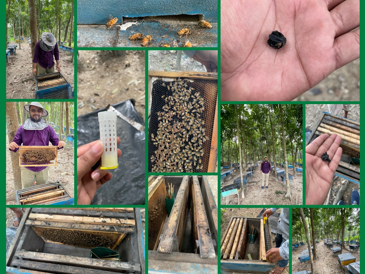 Beekeepingstudy Collection