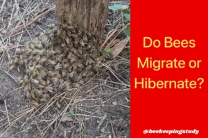 Do Bees Hibernate or Migrate