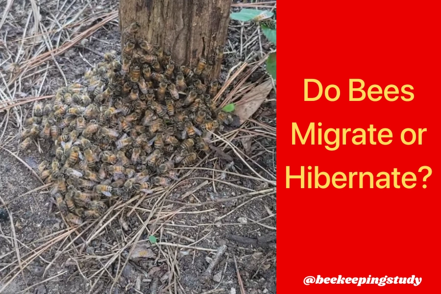 Do Bees Hibernate or Migrate