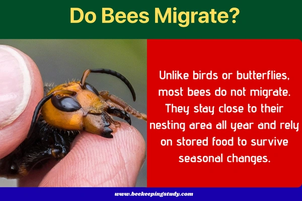 Do Bees Migrate