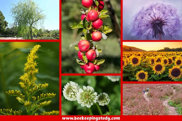 Common Pollen Sources