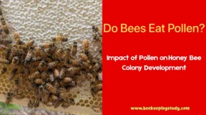 Do Bees Eat Pollen