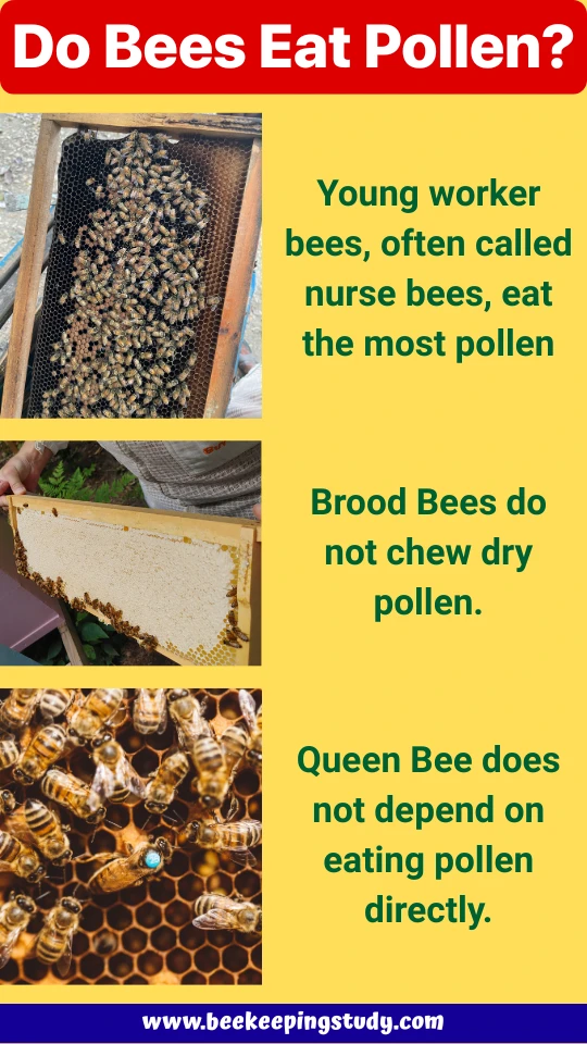 Do bees eat pollen