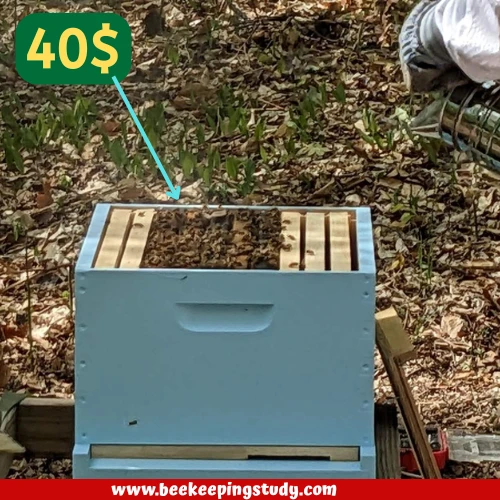 How Much Does a Bee Box Cost