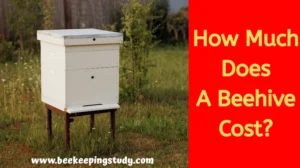 How Much Does a Beehive Cost