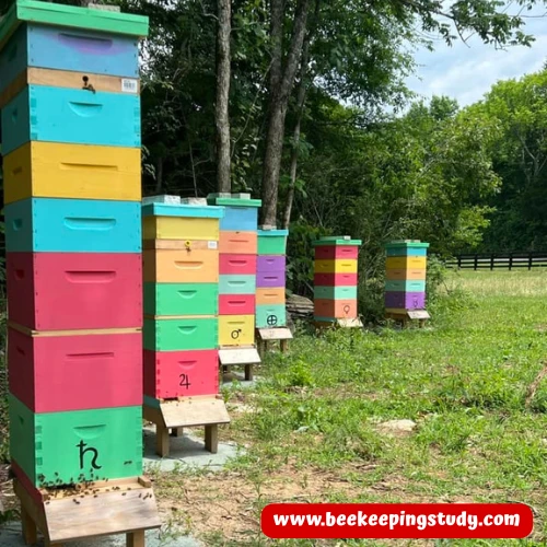 How much does a beehive cost in UK