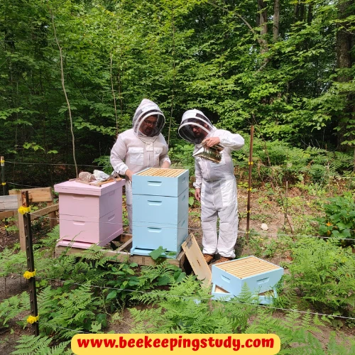 How much does a beehive cost in US