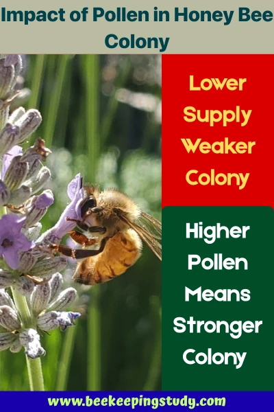 Impact of Pollen in Honey Bee Colony