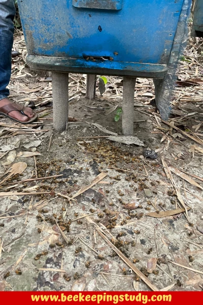 Dead Bees on the Ground