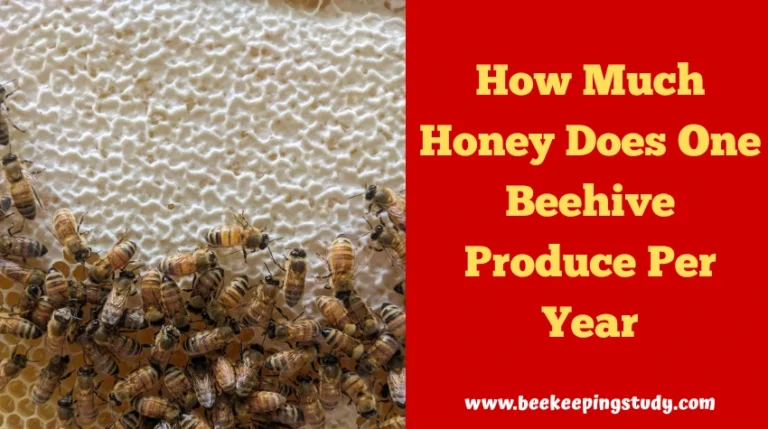 How Much Honey Does One Beehive Produce Per Year