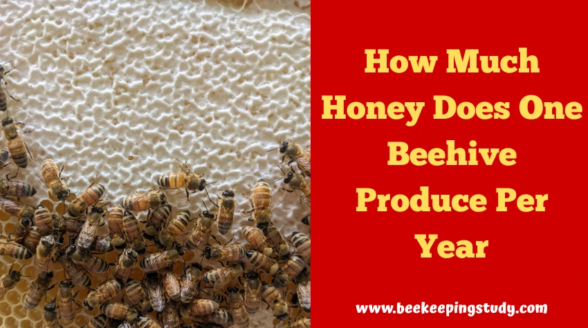 How Much Honey Does One Beehive Produce Per Year