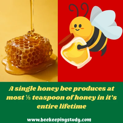 How Much Honey Does a Bee Make