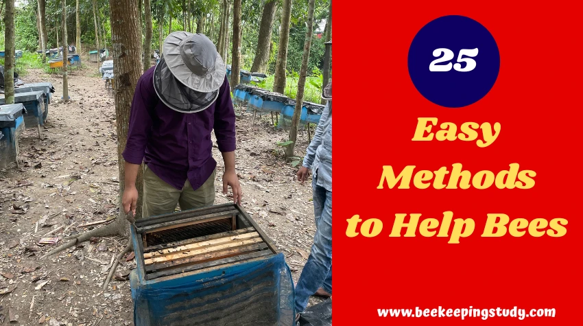 How to Help Bees 25 Easy Methods
