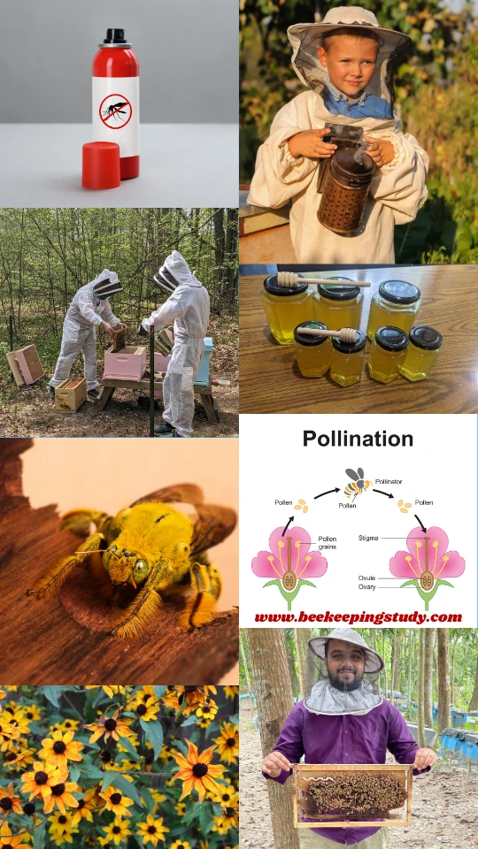 How to help Bees Locally