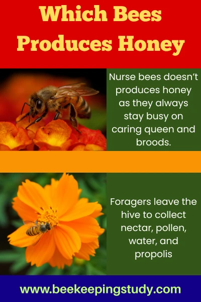 Which Bees Produces Honey