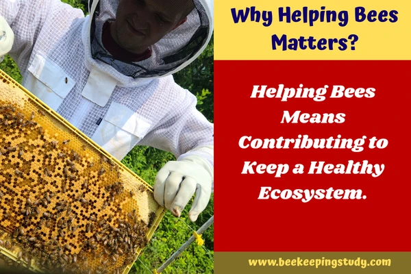 Why Helping Bees Matters