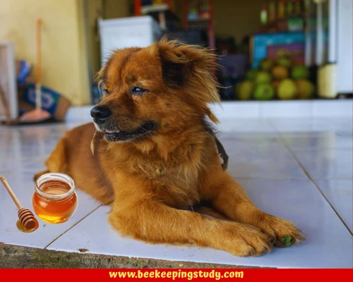 Benefits of Honey for Dogs