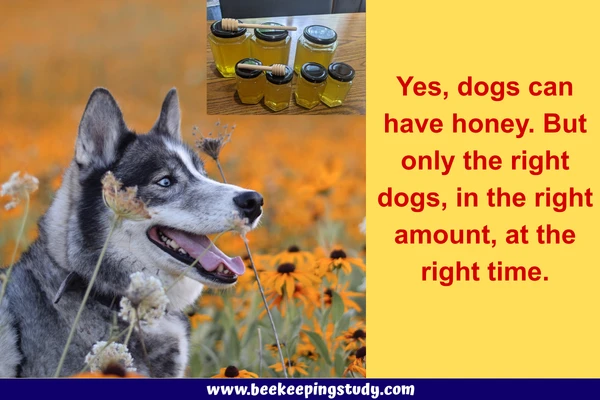 Can Dogs Have Honey?
