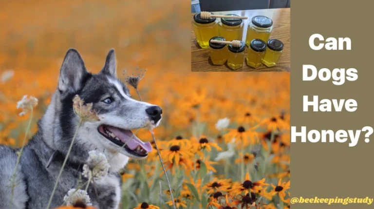 Can Dogs Have Honey