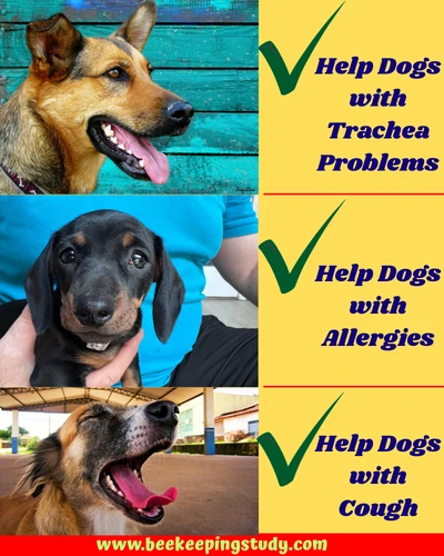 How honey can help dogs