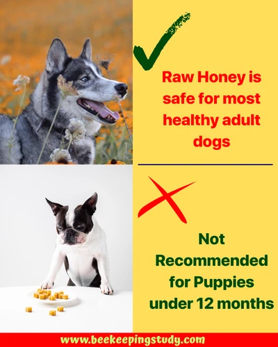 Is honey safe for dogs