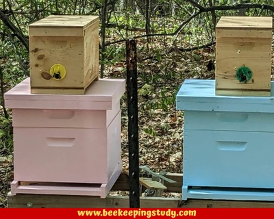 Bee nucs or nucleus colonies