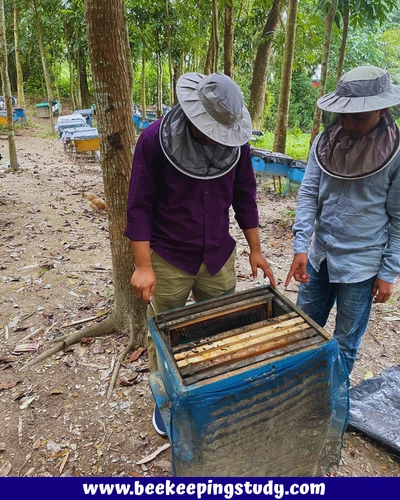 Beekeeping Starter Kit