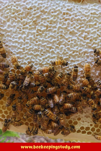 Frame of a Healthy Nuc