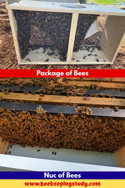 Package of Bees vs Nuc of Bees