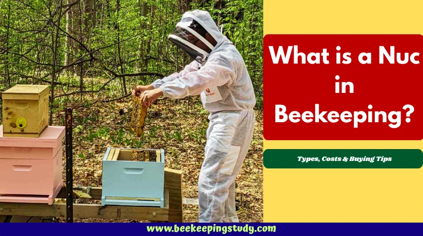 What is a nuc in beekeeping