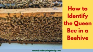 How to Identify Queen Bee in a Beehive