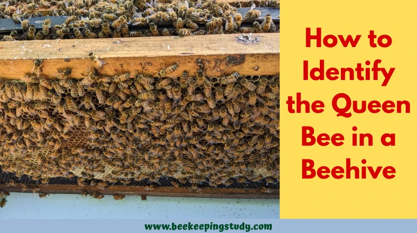 How to Identify Queen Bee in a Beehive