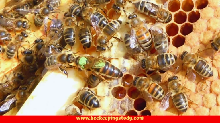 How to Mark a Queen Bee (with Colour Code Chart by Year)